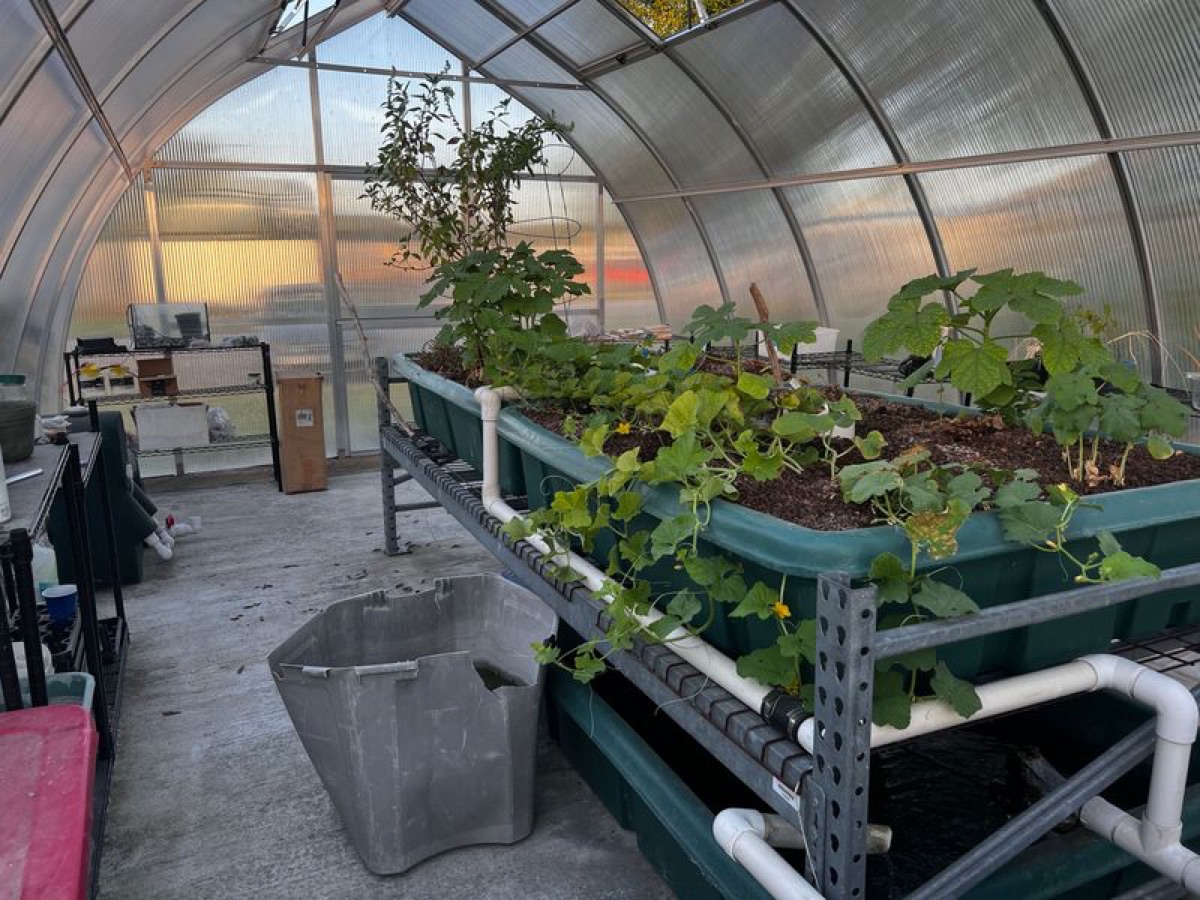 Aquaponics equipment inside the campus greenhouse.