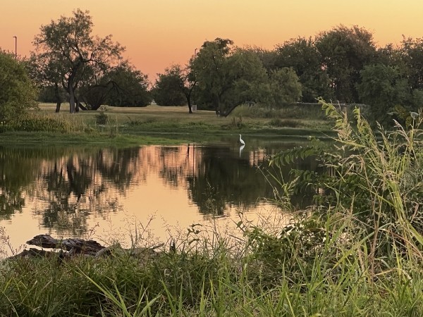 Pond reflecting an orange evening sky, trees, grasses, and a white wading bird.
