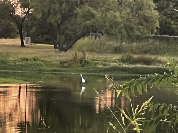 White wading bird reflected in a pond, with green plants in the foreground.