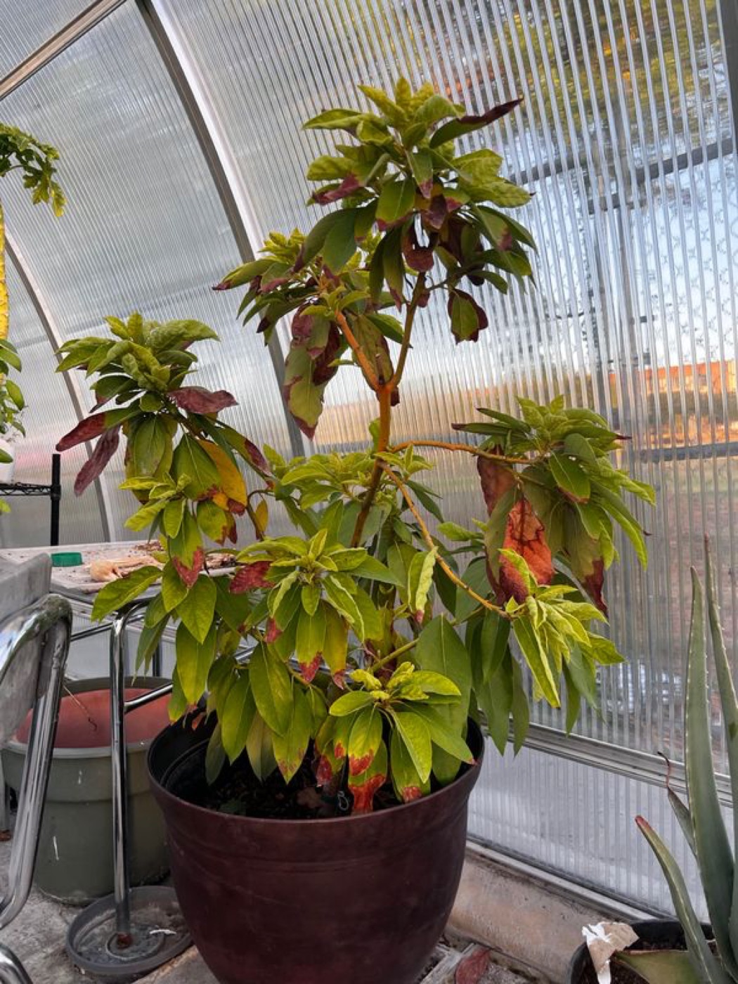 An avocado plant inside the greenhouse.