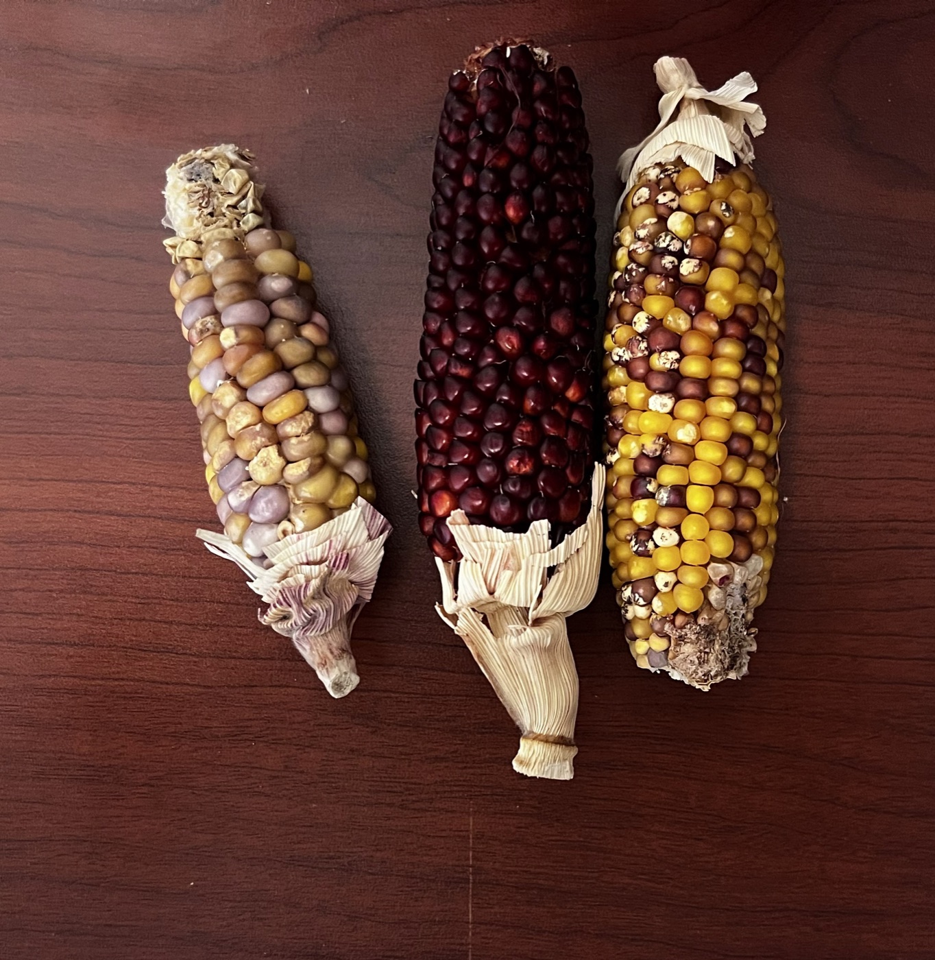 Three ears of multicolored corn shown with the seed-bank materials.