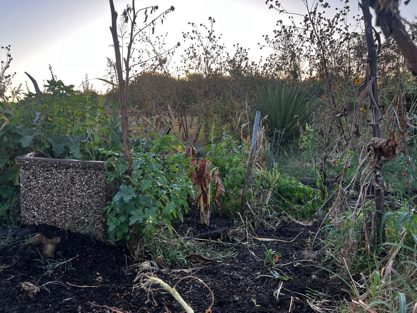 Plants and mulched soil in the campus gardening complex.