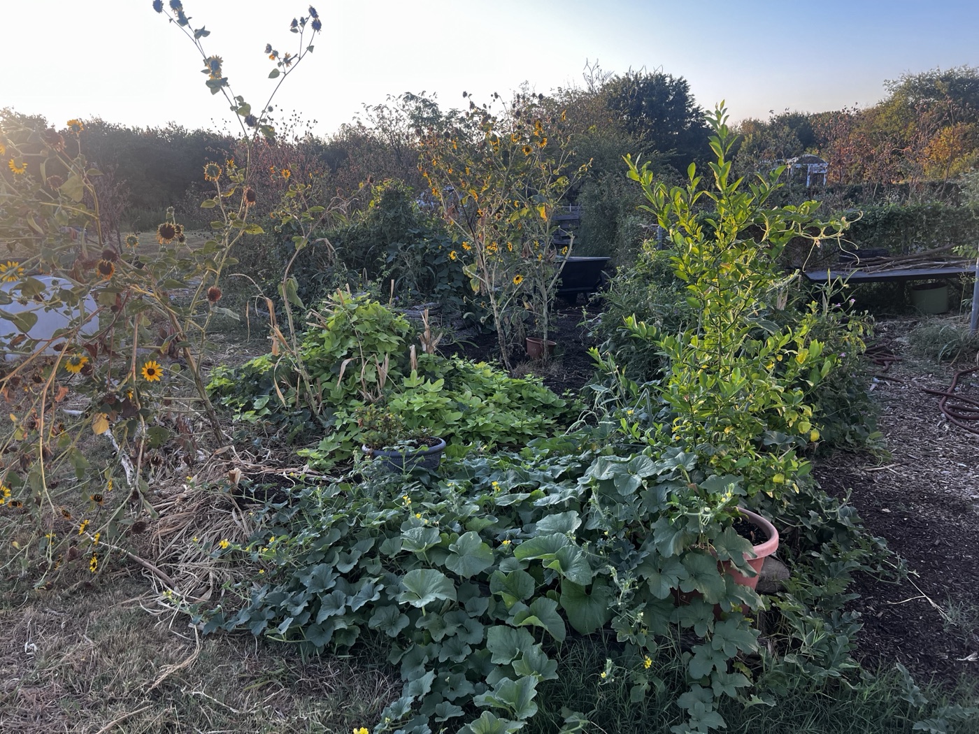 Plantings in the gardening complex at TCC Southeast.