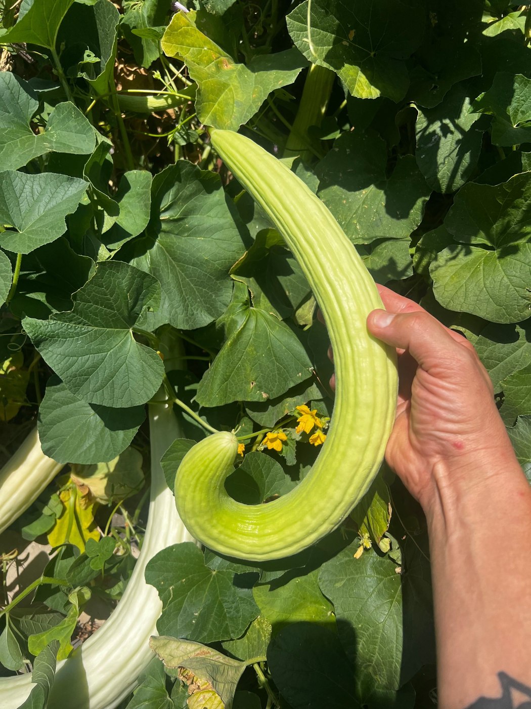 A long, curved cucumber held beside the garden plants.