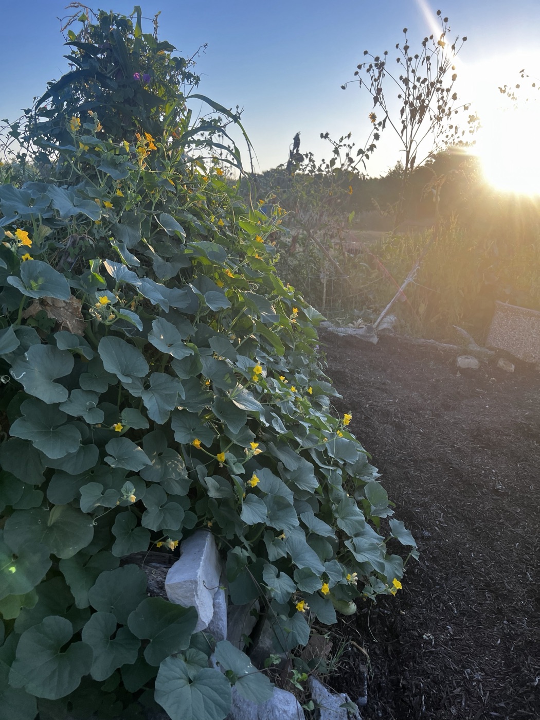 Indian snake cucumbers in the Southeast campus gardens.