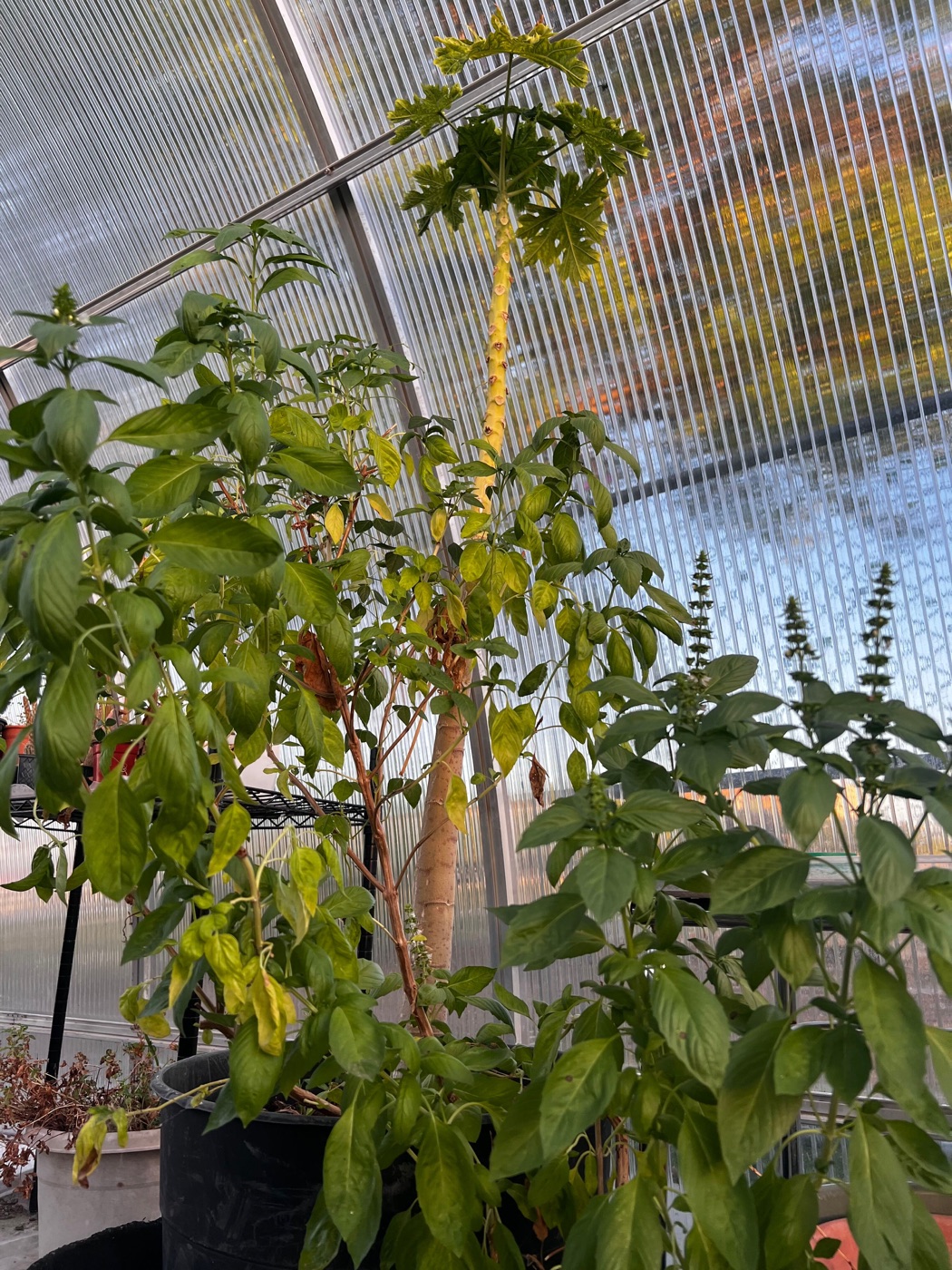 A papaya tree with Thai basil inside the greenhouse.