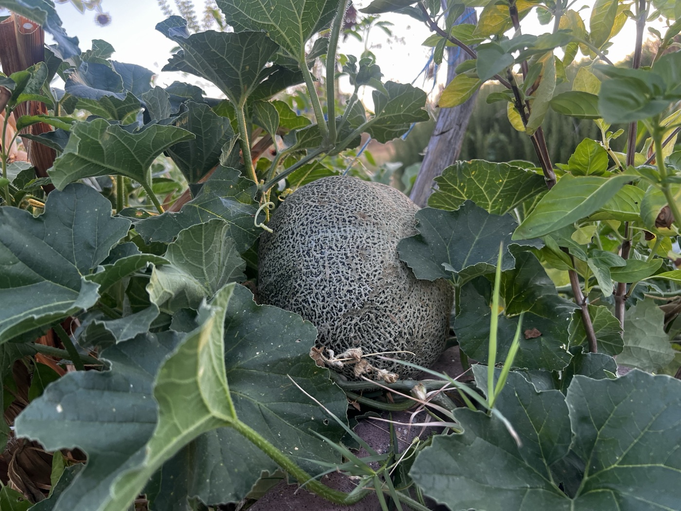 A Persian melon growing in the Southeast campus gardens.