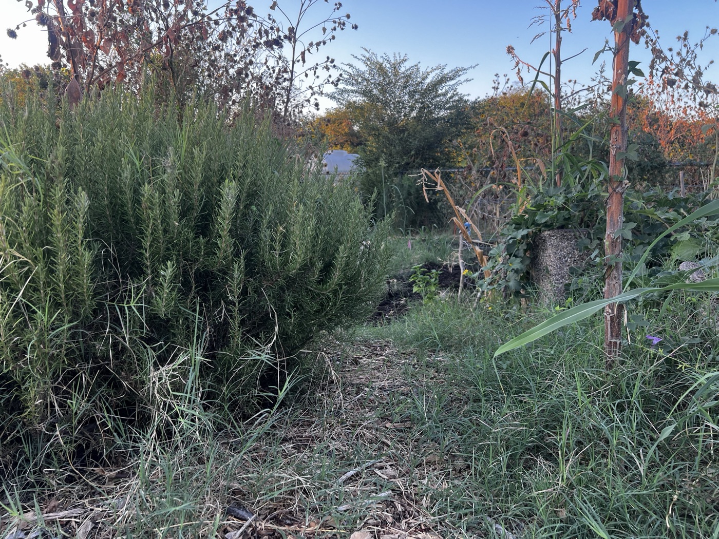 Rosemary growing in the Southeast campus gardens.