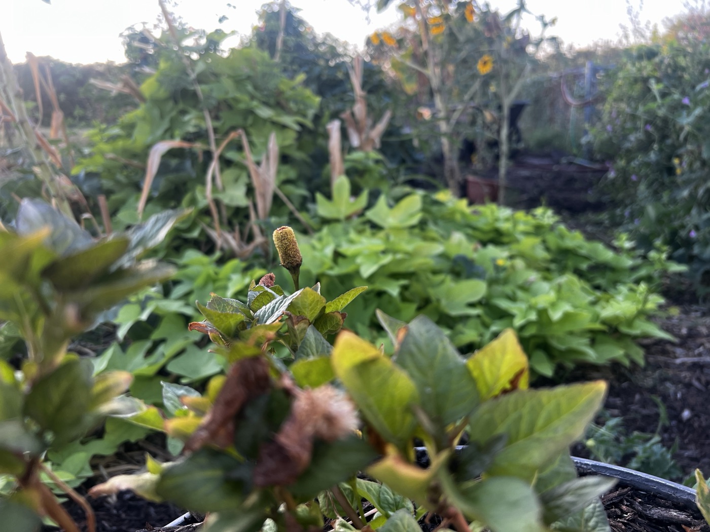 The toothache plant in the Southeast campus gardens.