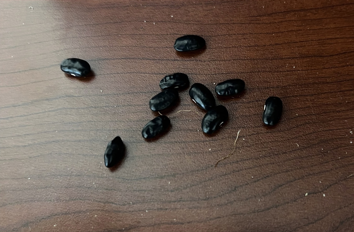 Cherokee Trail of Tears beans grown in the campus gardening complex.